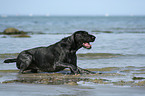 lying German Wirehaired Pointer