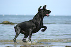 playing German Wirehaired Pointer