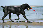 playing German Wirehaired Pointer