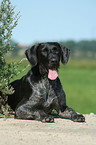 German Wirehaired Pointer