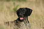 German wirehaired Pointer