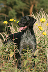 German wirehaired Pointer