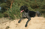German wirehaired Pointer