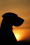 German Wirehaired Pointer