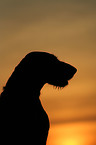 German Wirehaired Pointer
