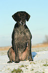 sitting German Wirehaired Pointer
