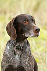 German wirehaired portrait