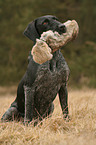 German wirehaired Pointer