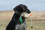 German wirehaired Pointer