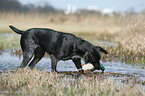German wirehaired Pointer