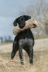 German wirehaired Pointer