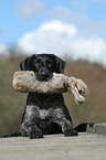 German wirehaired Pointer