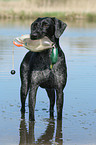 German wirehaired Pointer
