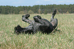 German wirehaired Pointer