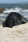 German wirehaired Pointer