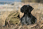German wirehaired Pointer