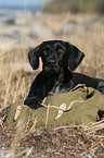 German wirehaired Pointer
