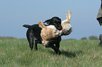 German wirehaired Pointer