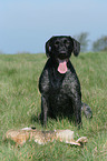 German wirehaired Pointer