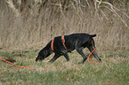 German wirehaired Pointer