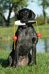 German Wirehaired Pointer