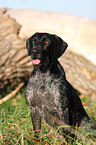 German Wirehaired Pointer