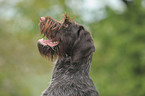German wirehaired Pointer Portrait