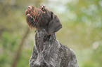 German wirehaired Pointer Portrait