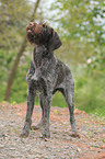 German wirehaired Pointer