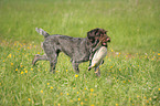 hunting with German wirehaired Pointer