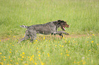 running German wirehaired Pointer