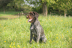 German wirehaired Pointer
