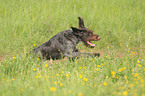running German wirehaired Pointer