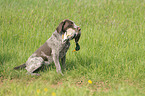 hunting with German wirehaired Pointer