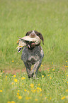 hunting with German wirehaired Pointer