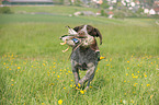 hunting with German wirehaired Pointer