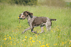 hunting with German wirehaired Pointer