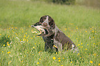 hunting with German wirehaired Pointer