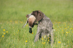 hunting with German wirehaired Pointer