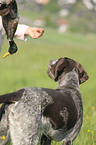 hunting with German wirehaired Pointer