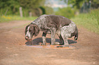 German wirehaired Pointer