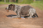 German wirehaired Pointer