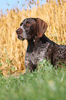 German wirehaired Pointer