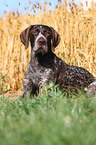 German wirehaired Pointer