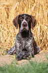 German wirehaired Pointer