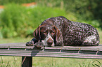 German wirehaired Pointer