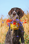 German wirehaired Pointer portrait