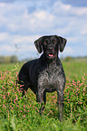 German wirehaired Pointer