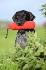 German wirehaired Pointer Portrait
