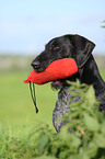 German wirehaired Pointer Portrait